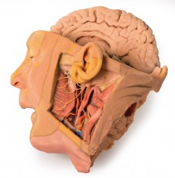 Wydruk anatomiczny 3D - głowa i szyja, przekrój strzałkowy - Image no.: 2