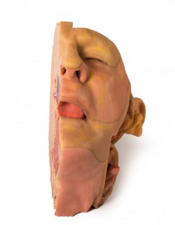 Wydruk anatomiczny 3D - głowa i szyja, przekrój strzałkowy - Image no.: 3