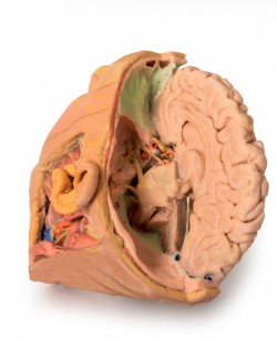 Wydruk anatomiczny 3D - głowa i szyja, przekrój strzałkowy - Image no.: 1