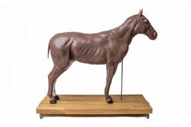 Model konia (klaczy), 16 części, 1/3 naturalnej wielkości - Image no.: 10