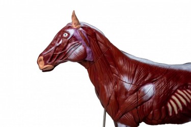 Model konia (klaczy), 16 części, 1/3 naturalnej wielkości - Image no.: 2