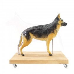 Model psa; owczarka niemieckiego (samica), 2/3 naturalnych rozmiarów - Image no.: 2