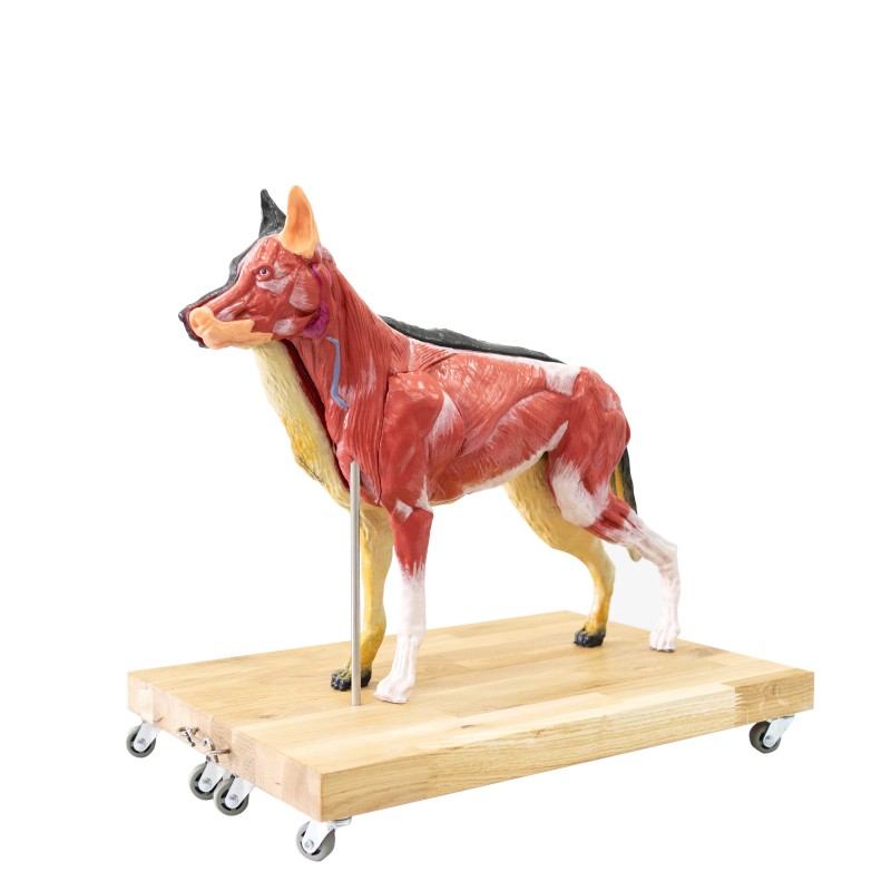 Model psa; owczarka niemieckiego (samica), 2/3 naturalnych rozmiarów - Image no.: 1