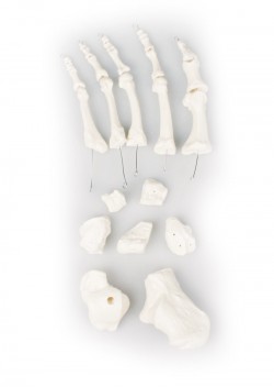 Zestaw kości stopy - Image no.: 1