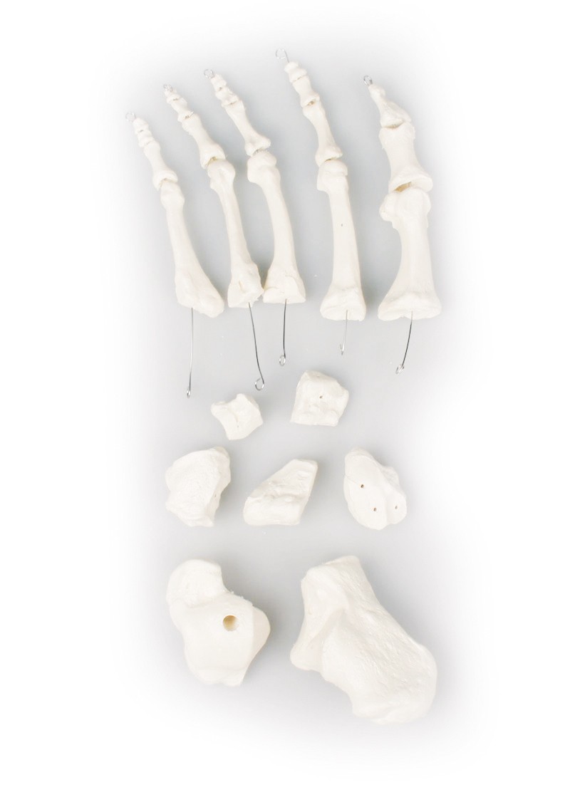 Zestaw kości stopy - Image no.: 1