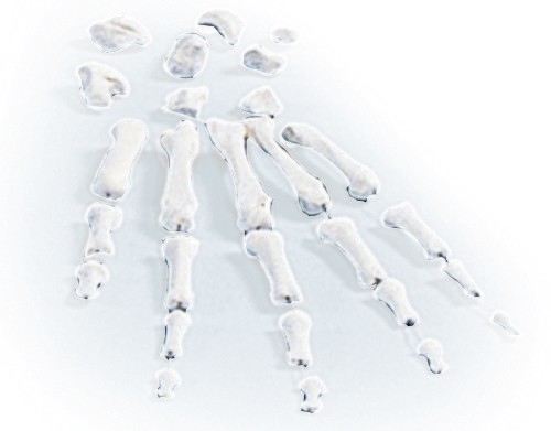 Zestaw kości dłoni - Image no.: 1