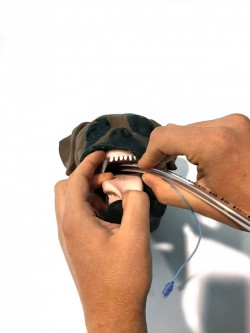 Manekin do nauki techniki intubacji u psów głową brachycefaliczną - Image no.: 2