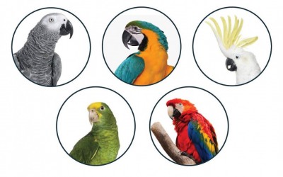 Model do nauki bandażowania ptaków - Image no.: 6