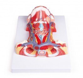 Model anatomiczny szyi - Image no.: 2