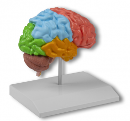 Model połowy mózgu, naturalnej wielkości - Image no.: 2