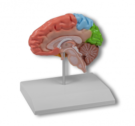 Model połowy mózgu, naturalnej wielkości - Image no.: 1
