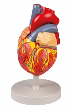 Model serca, dwukrotnie powiększony, 4 części - Image no.: 2