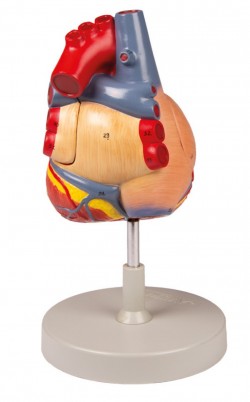 Model serca, dwukrotnie powiększony, 4 części - Image no.: 4