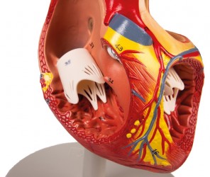 Model serca, dwukrotnie powiększony, 4 części - Image no.: 5