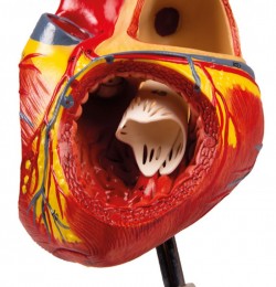 Model serca, dwukrotnie powiększony, 4 części - Image no.: 6