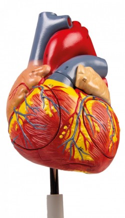 Model serca, dwukrotnie powiększony, 4 części - Image no.: 7