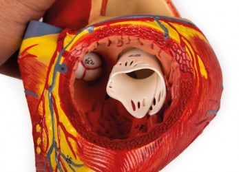 Model serca, dwukrotnie powiększony, 4 części - Image no.: 8