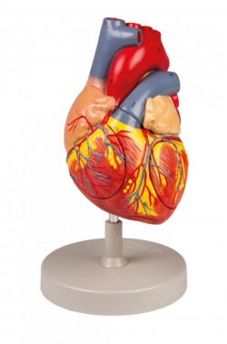 Model serca, dwukrotnie powiększony, 4 części - Image no.: 1