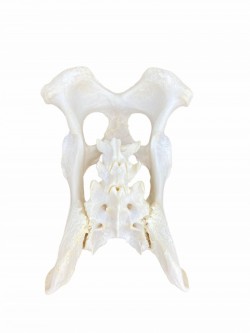 Model szkieletu psa, niezmontowany (Wyżeł niemiecki krótkowłosy - stary samiec) - Image no.: 4