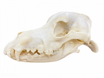 Model szkieletu psa, niezmontowany (Wyżeł niemiecki krótkowłosy - stary samiec) - Image no.: 1
