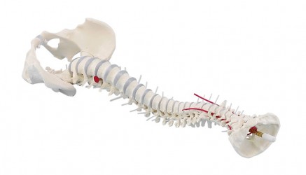 Model kręgosłupa człowieka z miednicą i przepukliną dyskową - Image no.: 1