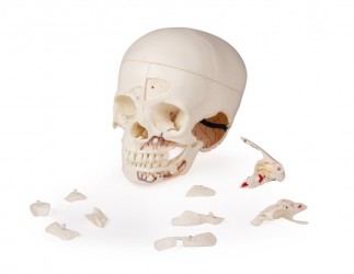 Luksusowy model czaszki dziecka, 14 części do zaawansowanej nauki - Image no.: 2