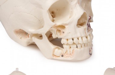 Luksusowy model czaszki dziecka, 14 części do zaawansowanej nauki - Image no.: 3