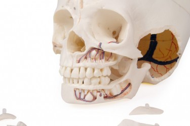 Luksusowy model czaszki dziecka, 14 części do zaawansowanej nauki - Image no.: 4