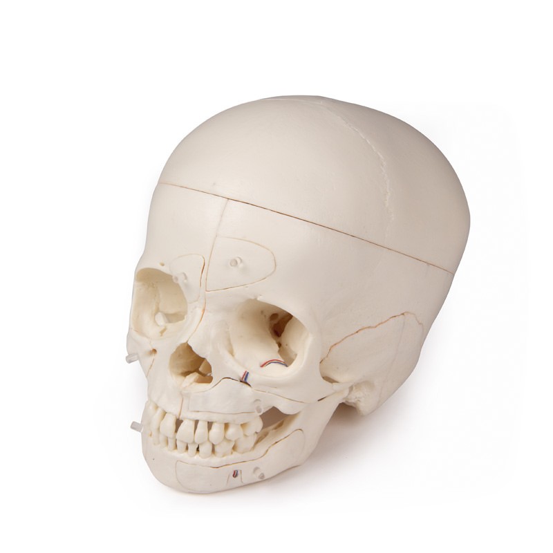 Luksusowy model czaszki dziecka, 14 części do zaawansowanej nauki - Image no.: 1