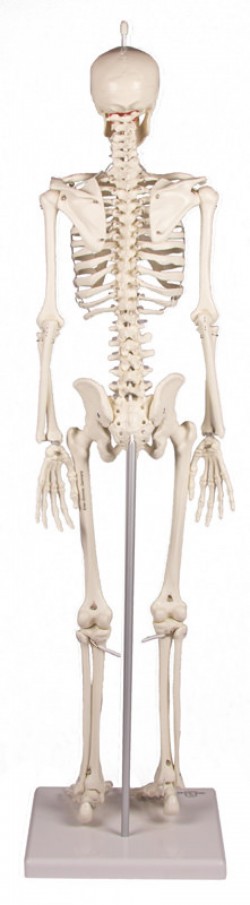 Miniaturowy szkielet człowieka Patryk - Image no.: 3