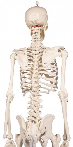 Miniaturowy szkielet człowieka Patryk - Image no.: 4