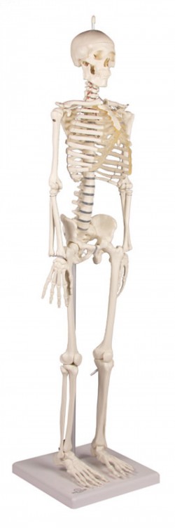 Miniaturowy szkielet człowieka Patryk - Image no.: 7