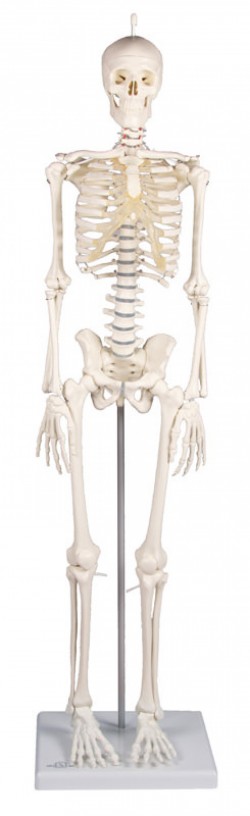 Miniaturowy szkielet człowieka Patryk - Image no.: 1