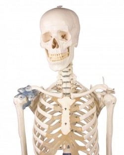 Model szkieletu "Otto" z więzadłami - Image no.: 2