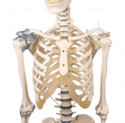 Model szkieletu "Otto" z więzadłami - Image no.: 3