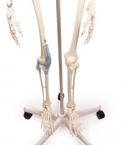 Model szkieletu "Otto" z więzadłami - Image no.: 5