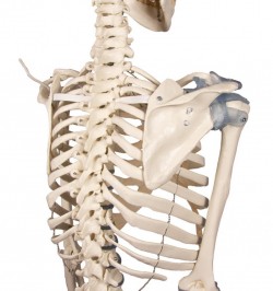Model szkieletu "Otto" z więzadłami - Image no.: 6