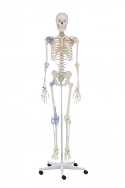 Model szkieletu "Otto" z więzadłami - Image no.: 1