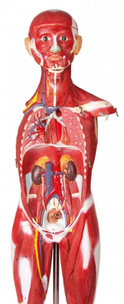 Figura mięśniowa, 30 części, 85cm - Image no.: 6