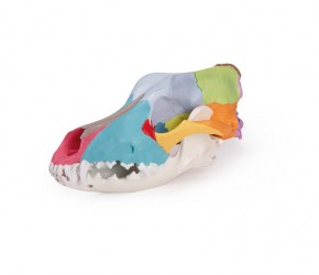 Model czaszki psa, dydaktycznie pomalowany - Image no.: 3