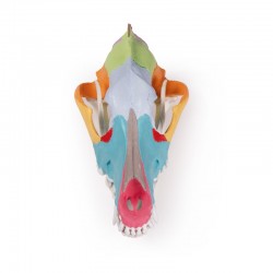 Model czaszki psa, dydaktycznie pomalowany - Image no.: 4