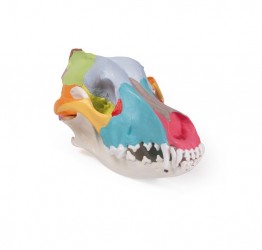 Model czaszki psa, dydaktycznie pomalowany - Image no.: 1