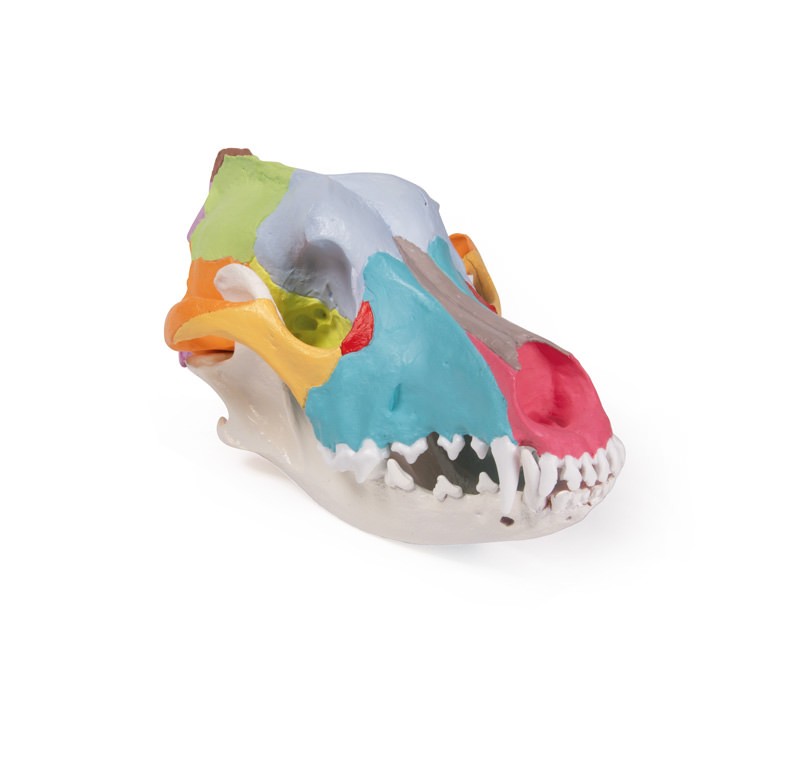 Model czaszki psa, dydaktycznie pomalowany - Image no.: 1