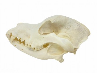 Szkielet psa rasy Rottweiler (stara samica)  - Image no.: 5