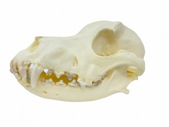 Szkielet psa rasy Beagle (dorosły samiec) - Image no.: 9