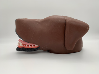 Dentystyczny model głowy psa - Image no.: 2