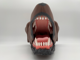 Dentystyczny model głowy psa - Image no.: 4