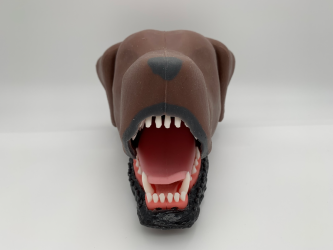 Dentystyczny model głowy psa - Image no.: 5