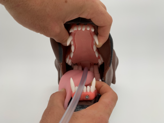 Dentystyczny model głowy psa - Image no.: 9