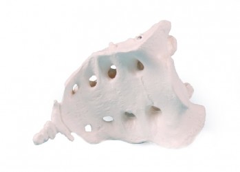 Kość krzyżowa z kością ogonową - Image no.: 1